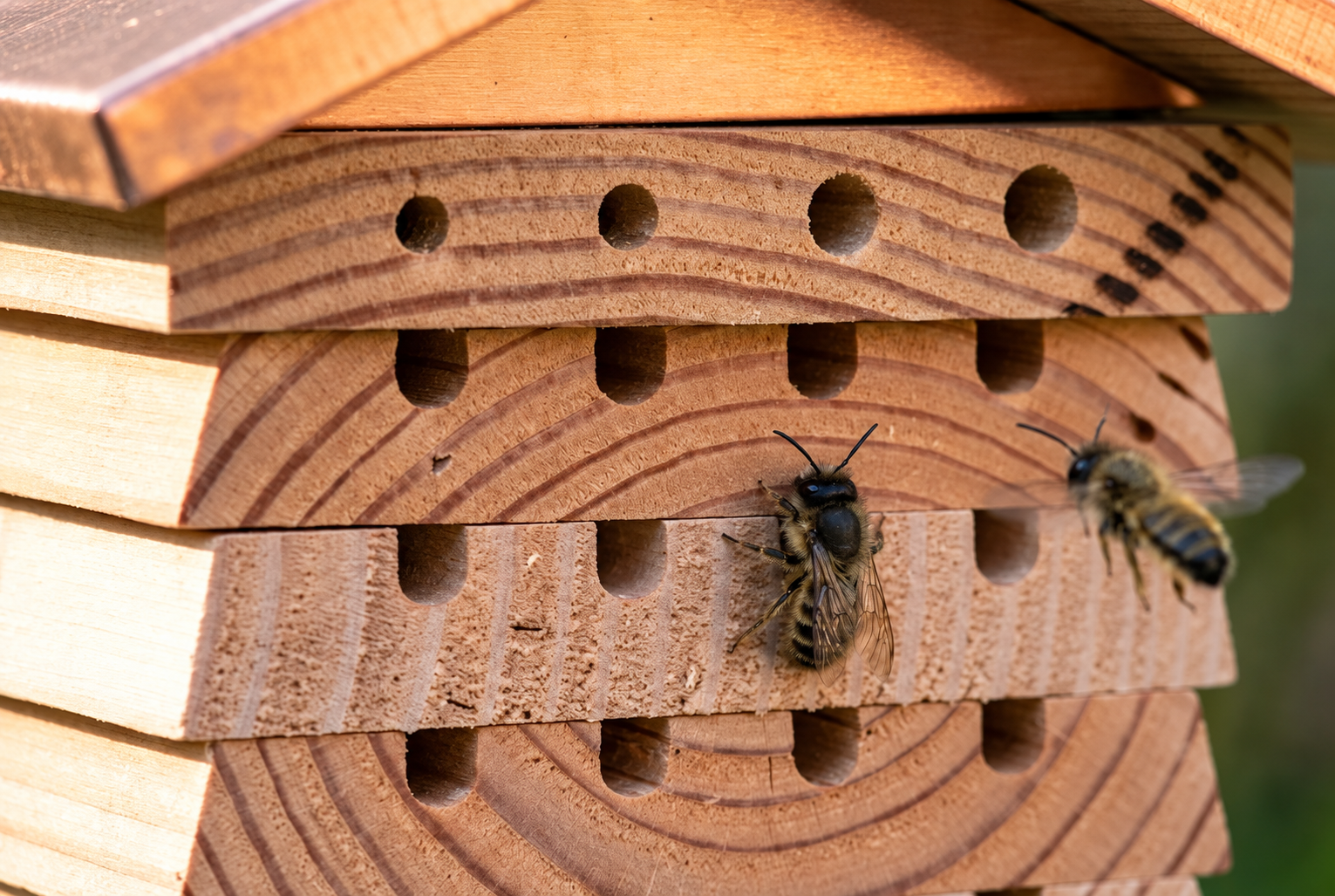 Two solitary bees arriving at the tunnels of the Wild Bee Hotel